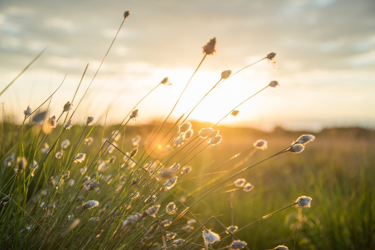 Exploring Eco-Friendly Fabrics for Your Sewing Projects